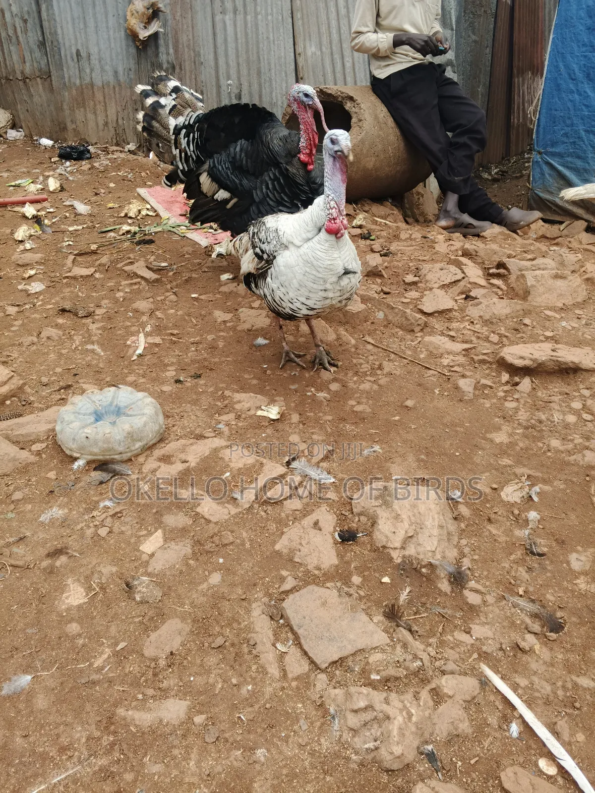 2 Male Turkeys for Sell