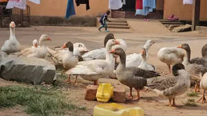 2 Females and One Male Goose Combo