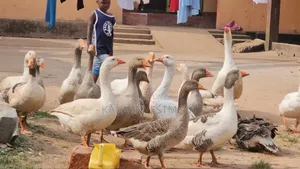 2 Females and One Male Goose Combo
