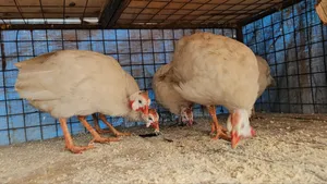 White Guinea Fowls