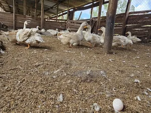 Jumbo Peckin Ducks