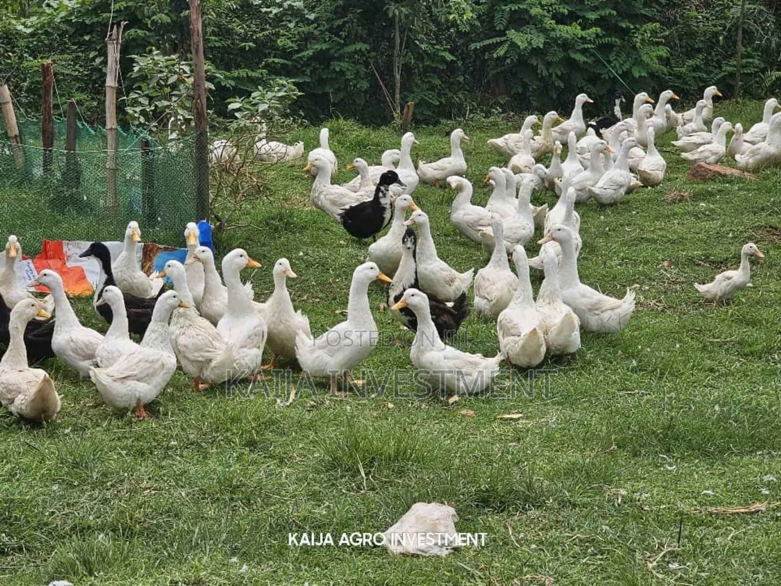 Jumbo Peckin Ducks