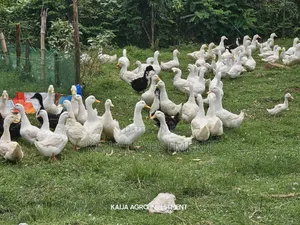 Jumbo Peckin Ducks