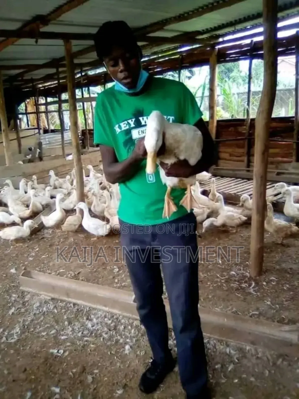 Jumbo Peckin Ducks