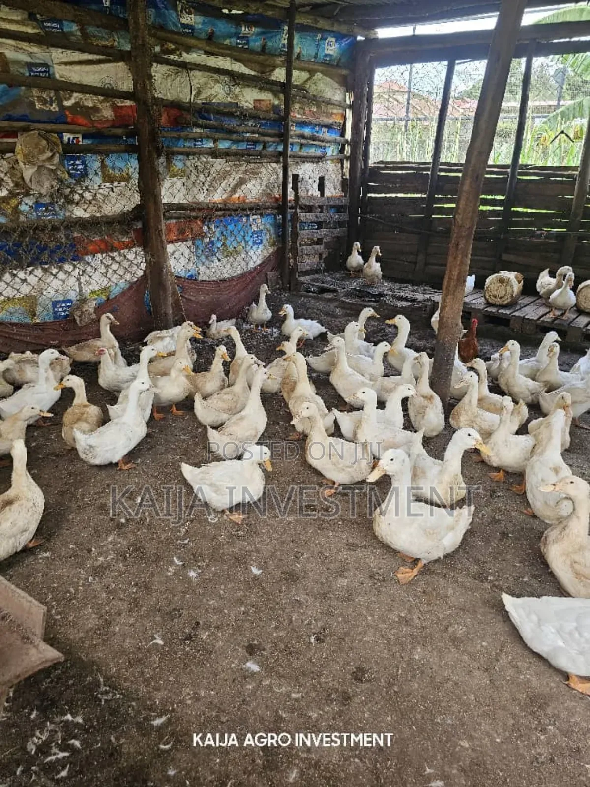 Jumbo Peckin Ducks