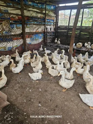 Jumbo Peckin Ducks