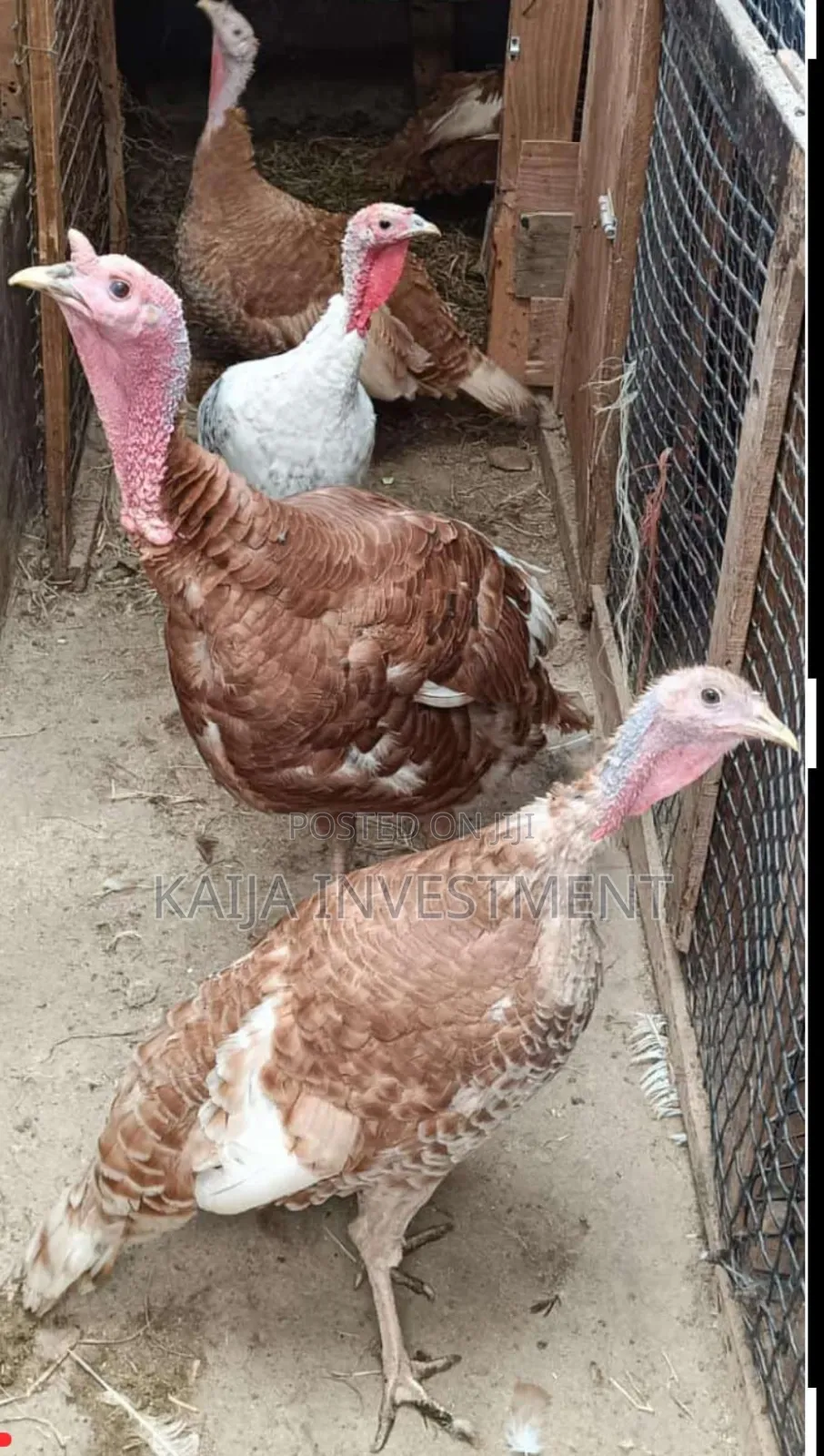 Red Bourbon Turkeys