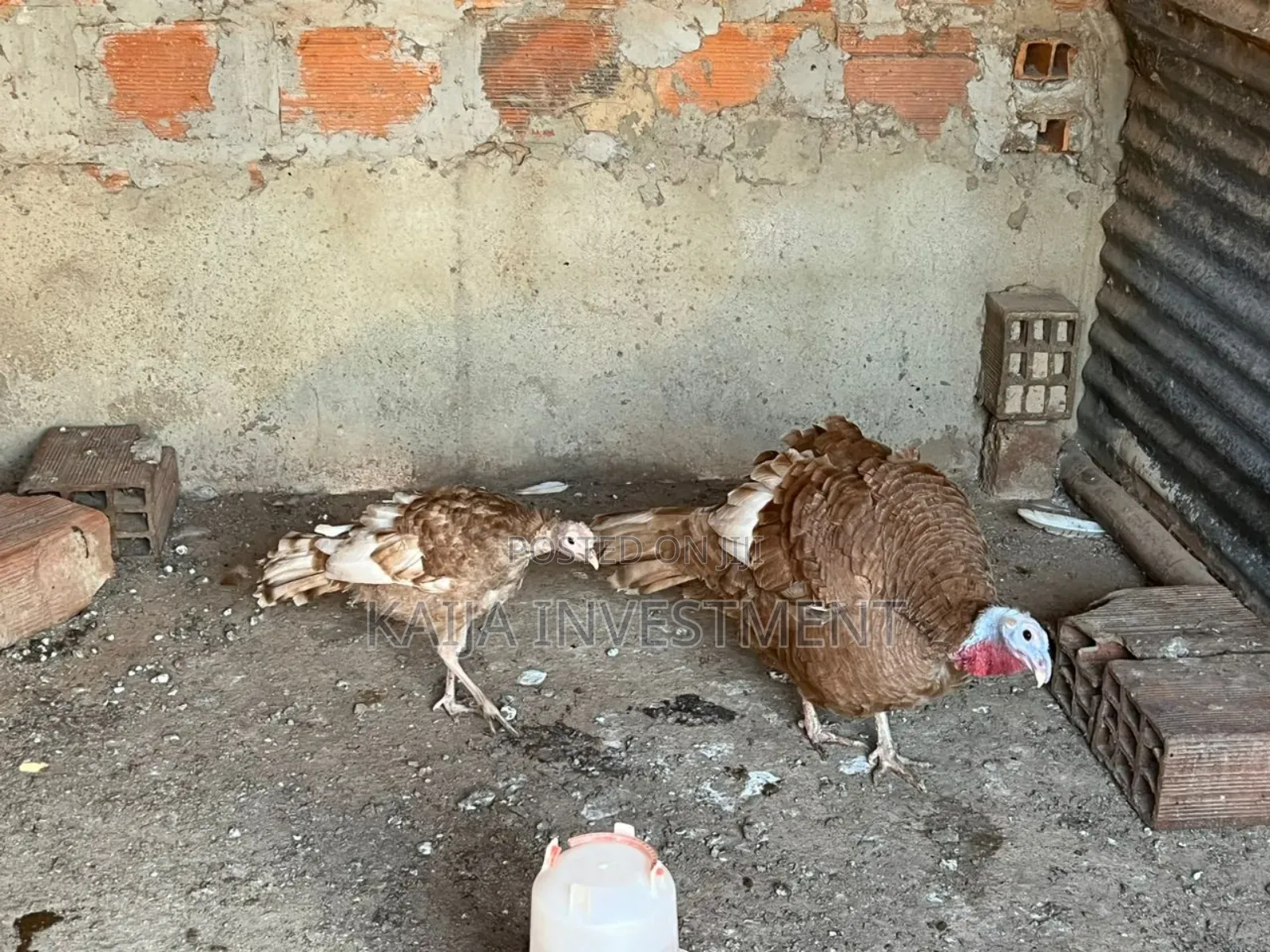 Red Bourbon Turkeys