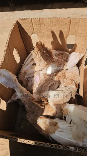 Red Bourbon Turkeys