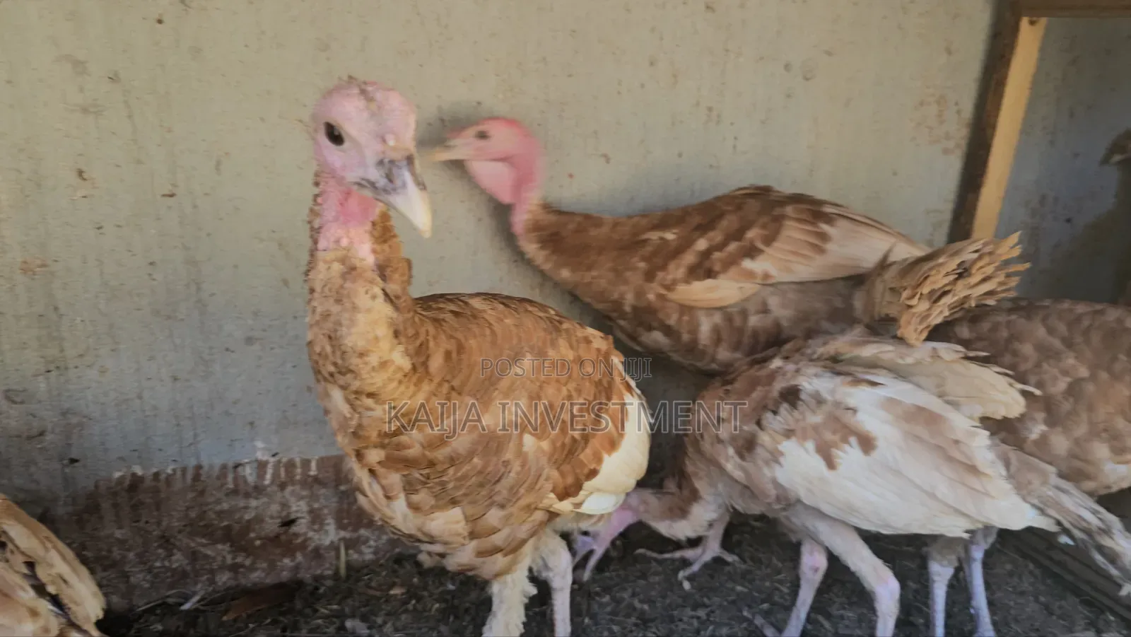 Red Bourbon Turkeys