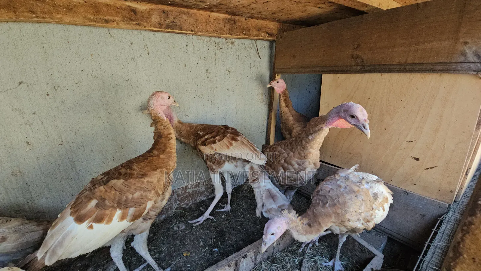 Red Bourbon Turkeys