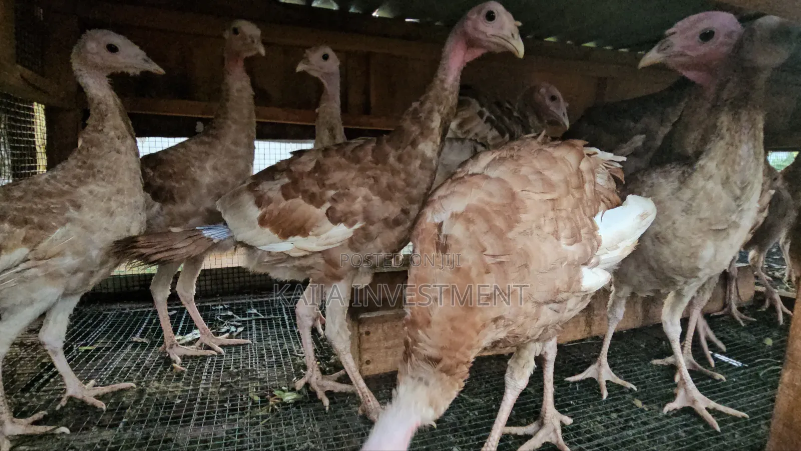 Red Bourbon Turkeys