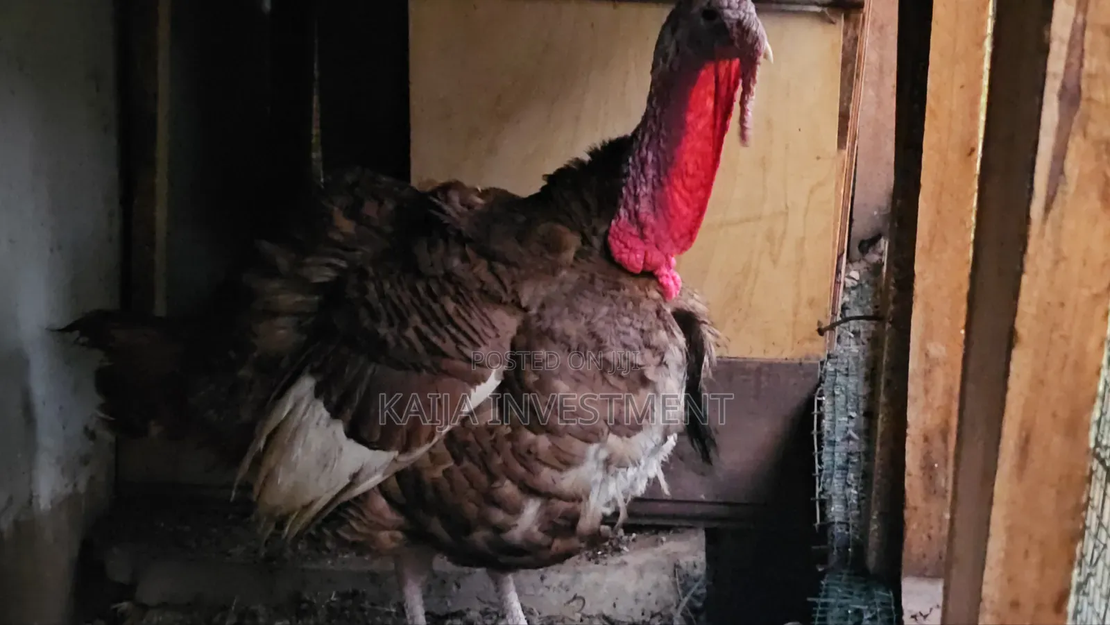 Red Bourbon Turkeys