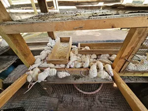 Alibino Rats