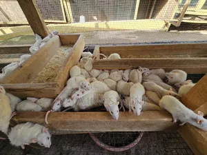 Alibino Rats
