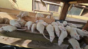 Alibino Rats