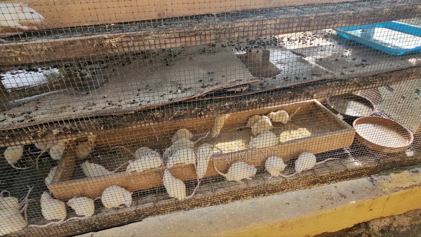 Alibino Rats