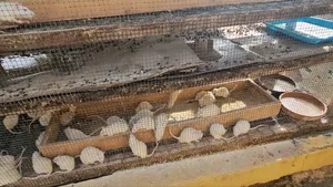 Alibino Rats