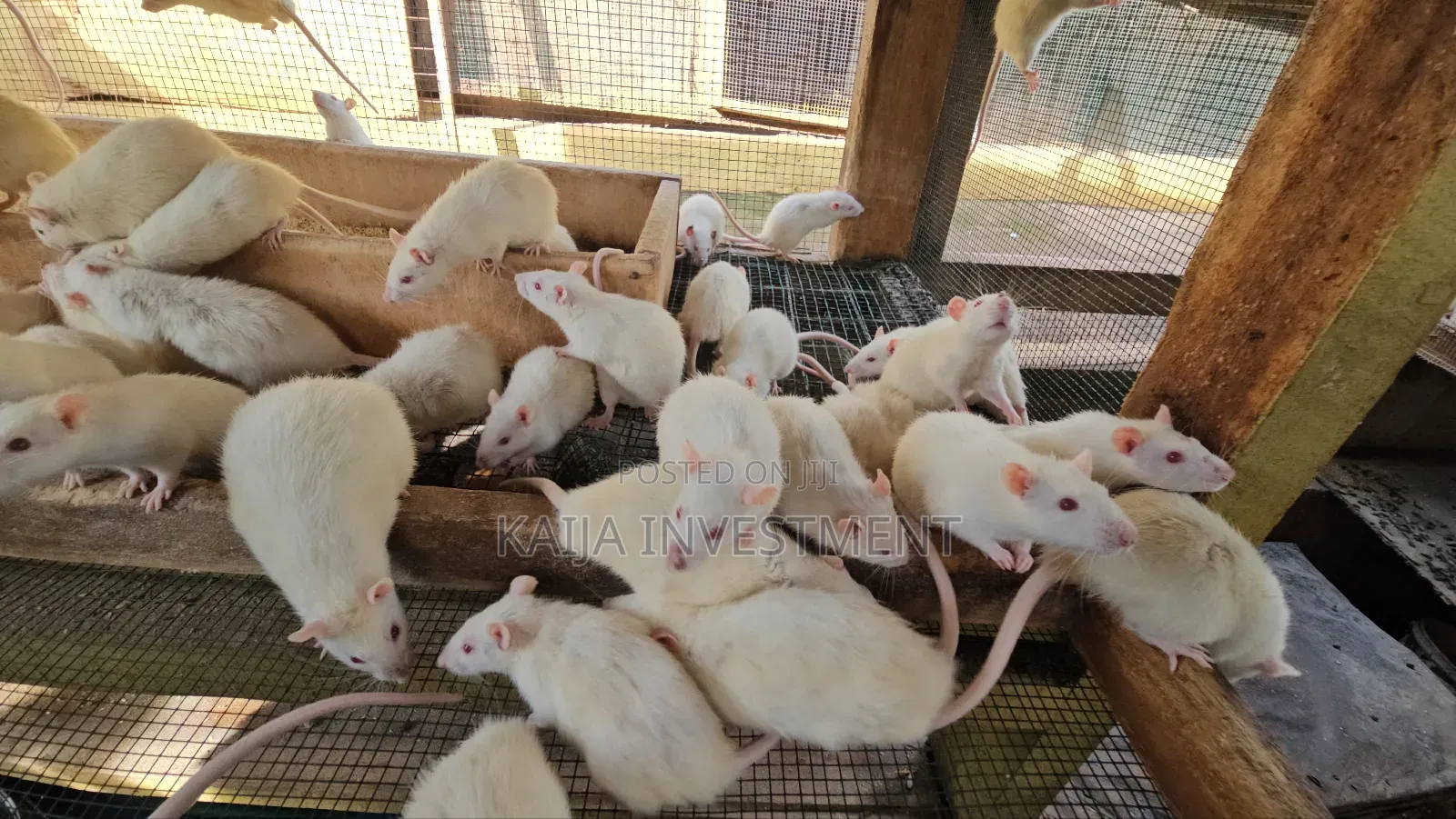 Alibino Rats