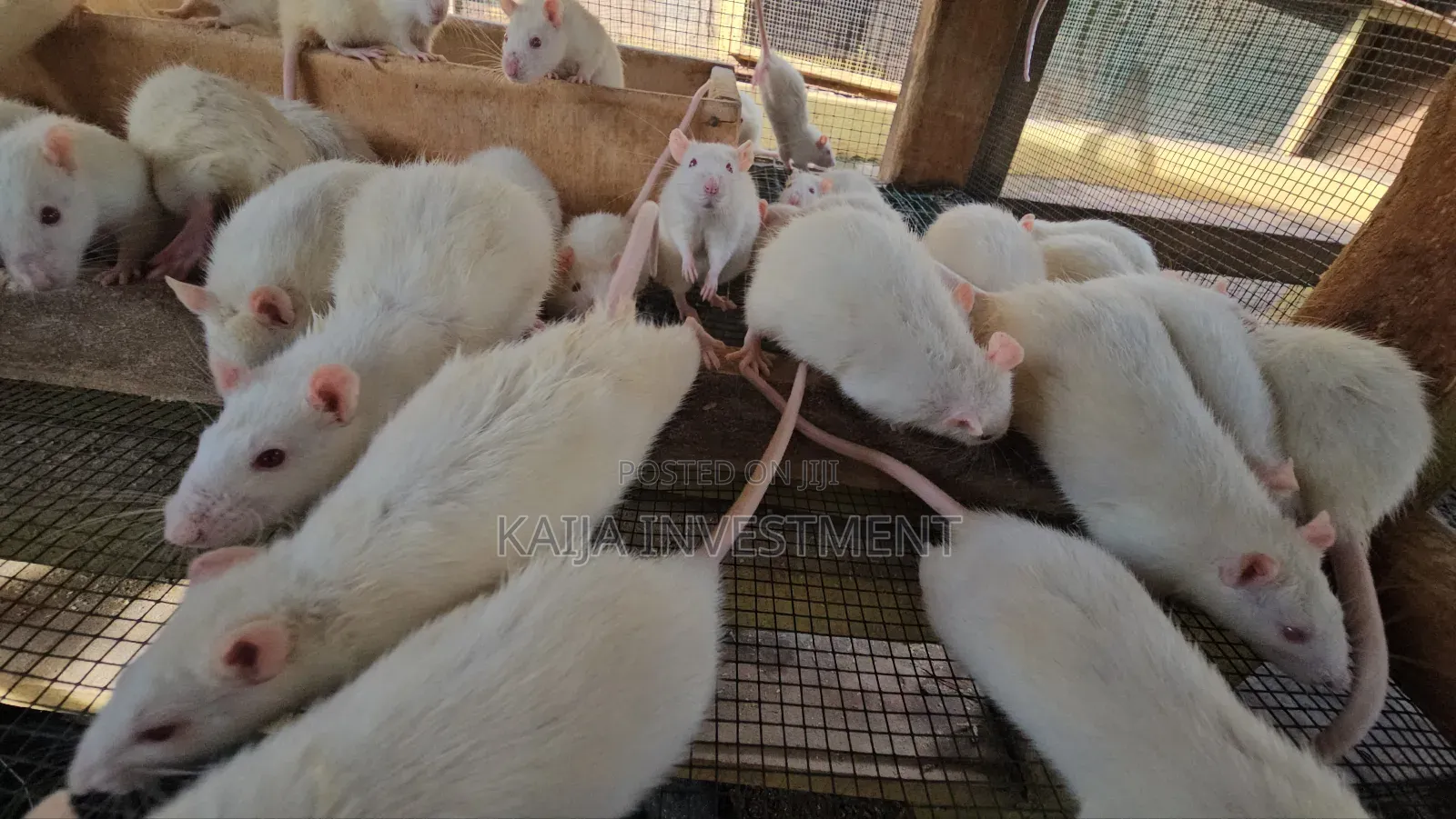 Alibino Rats