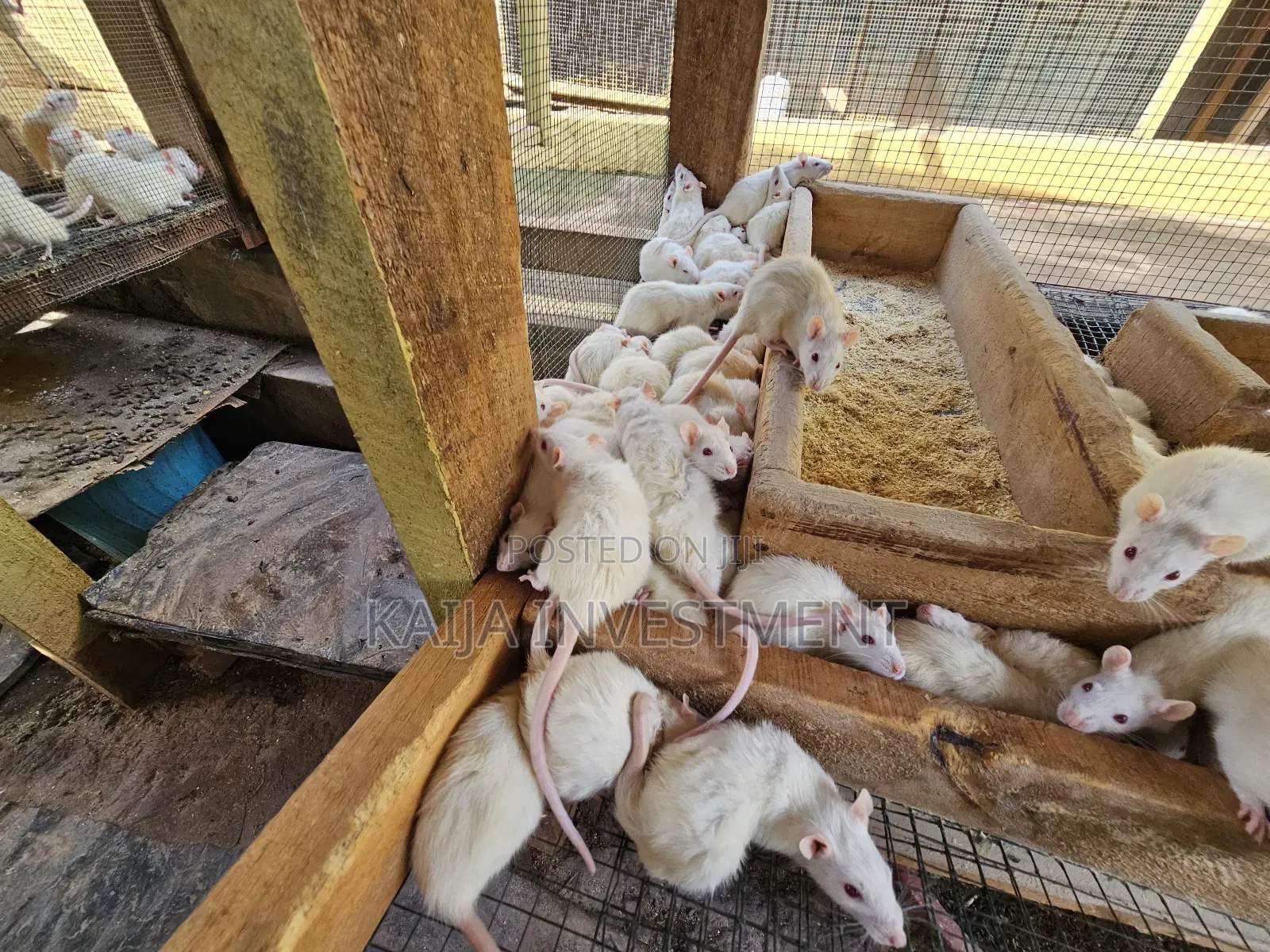 Alibino Rats