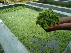 Azora Weed