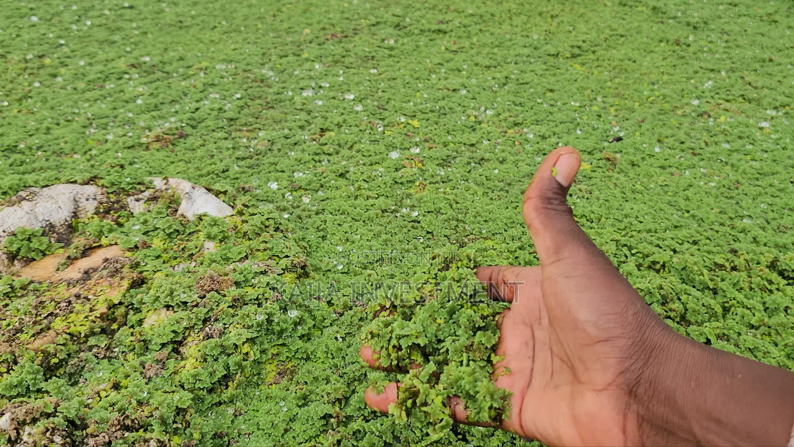 Azora Weed