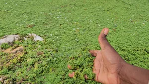 Azora Weed