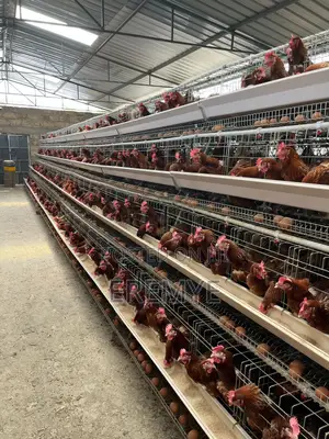 Chicken Cages for Layer