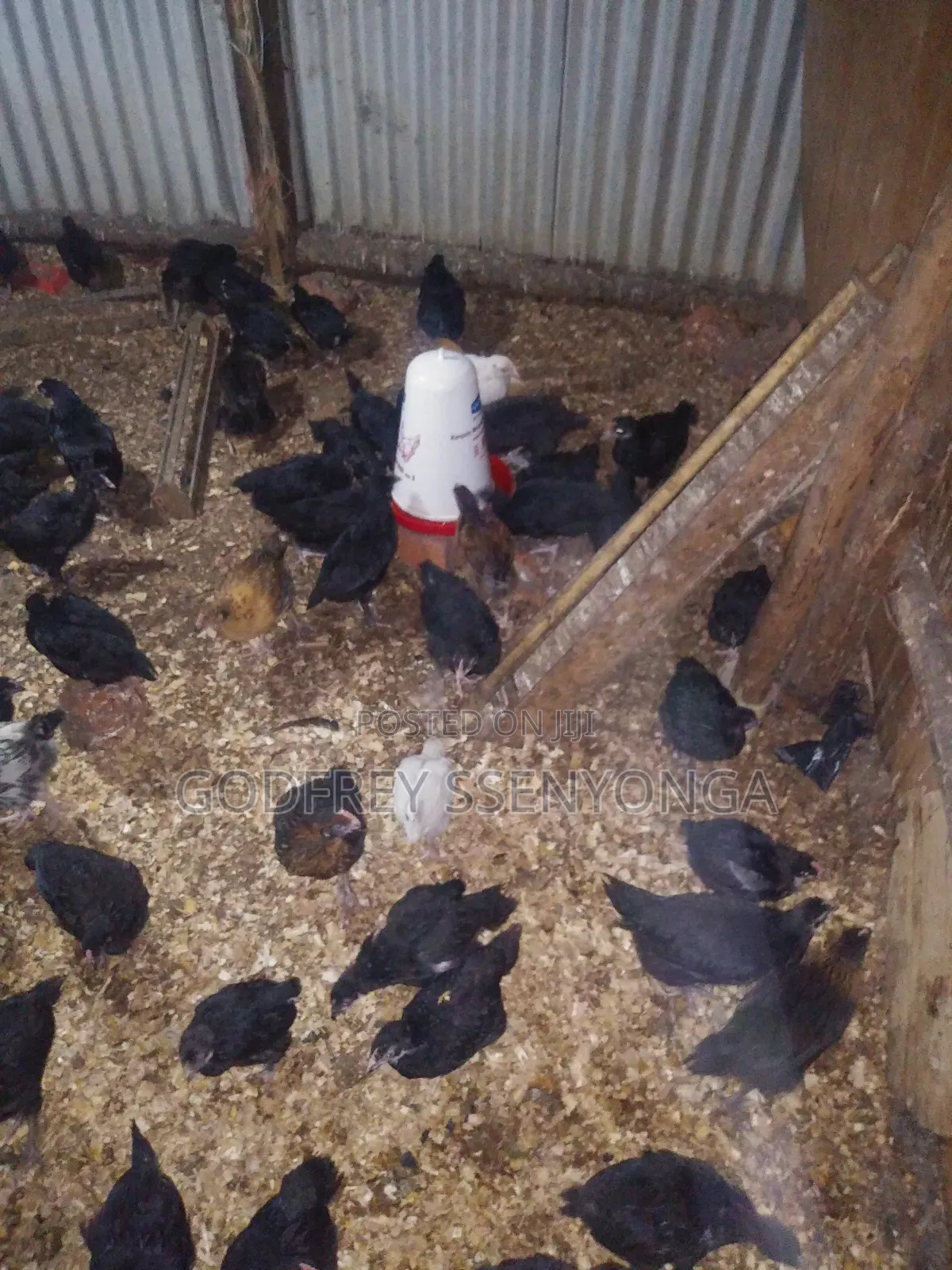 Local Chicks 1month Old