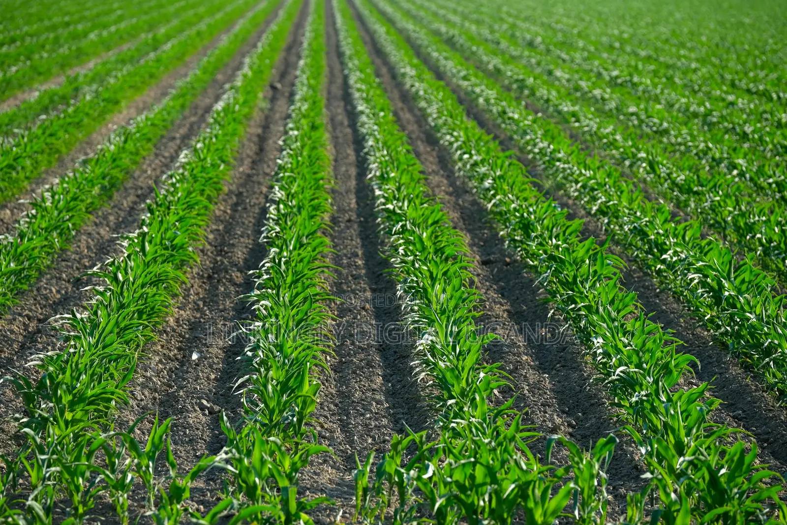 Affordable Agriculture Websites With Custom Features, Get Yours Today