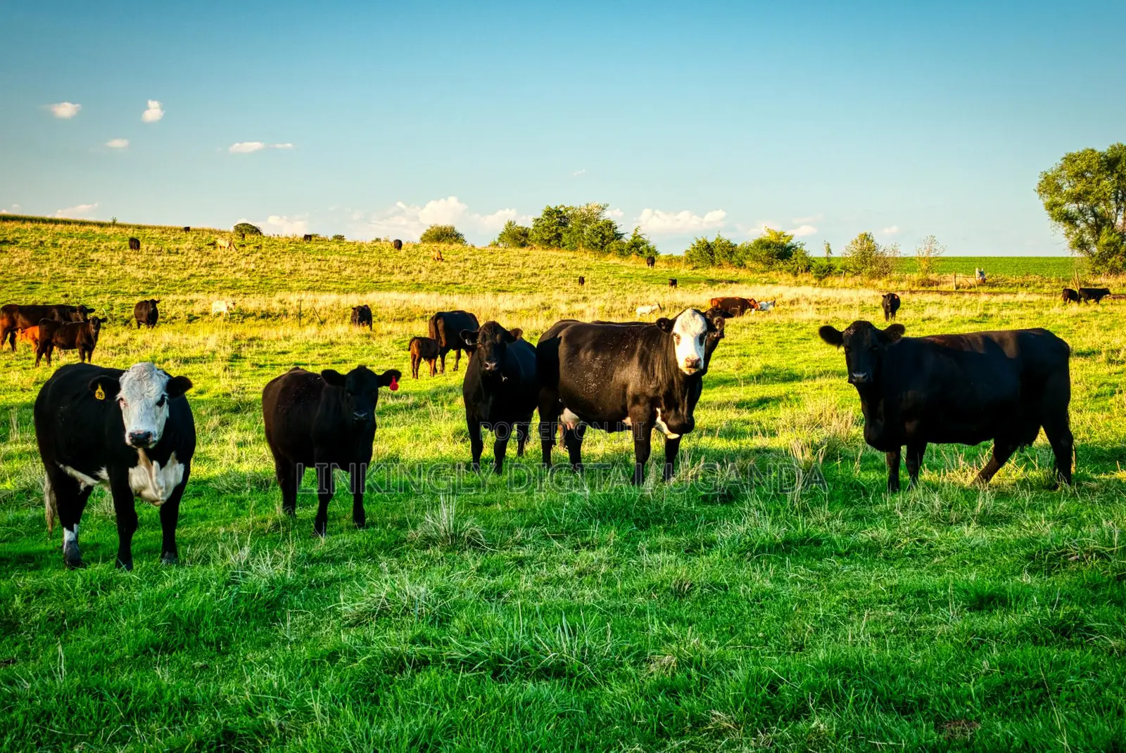 Affordable Agriculture Websites With Custom Features, Get Yours Today