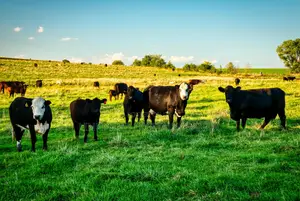 Affordable Agriculture Websites With Custom Features, Get Yours Today