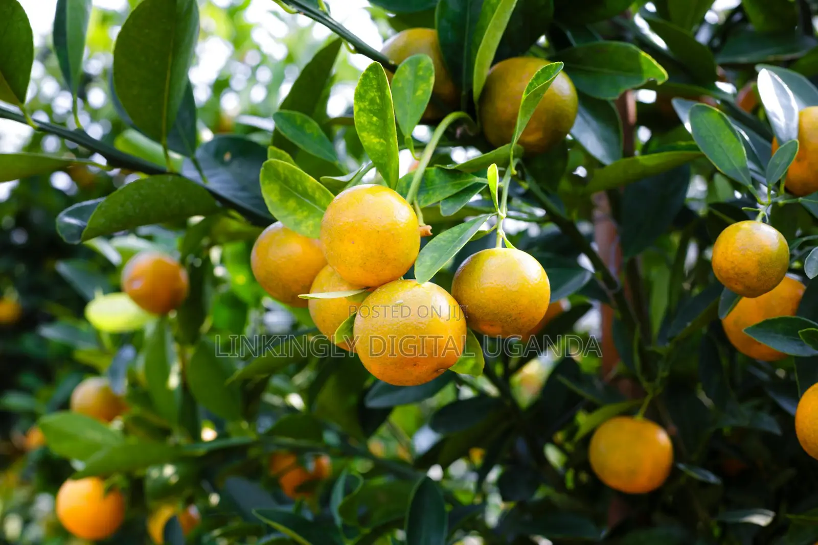 Affordable Agriculture Websites With Custom Features, Get Yours Today
