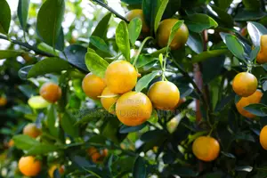 Affordable Agriculture Websites With Custom Features, Get Yours Today