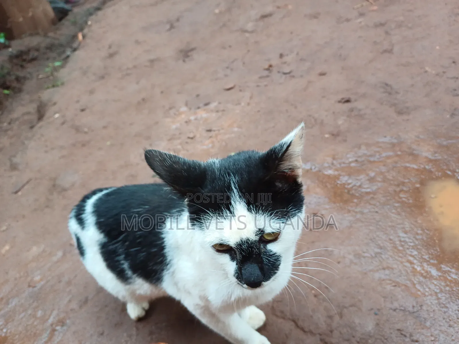 3-6 months Male Purebred American Curl