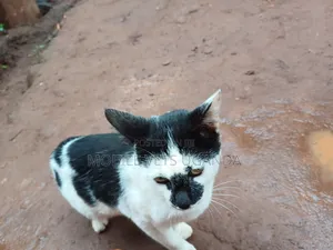3-6 months Male Purebred American Curl