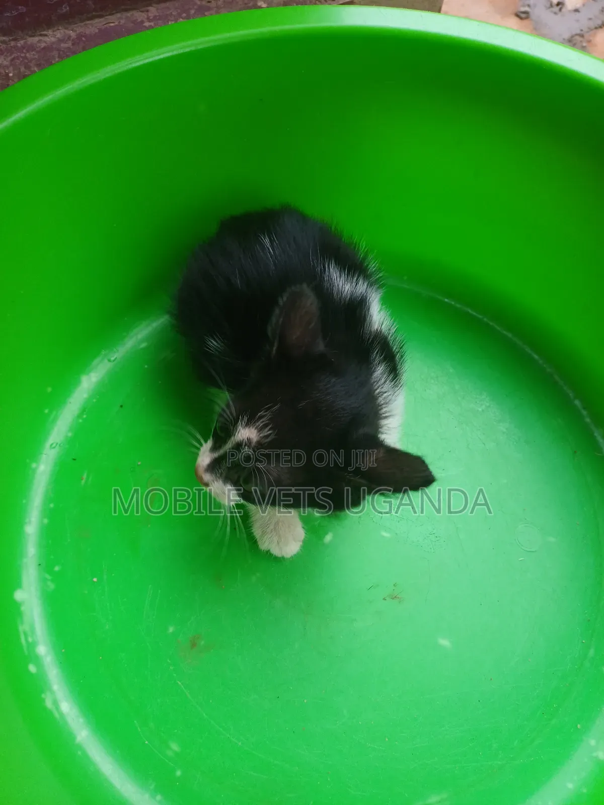 0-1 month Female Purebred Balinese