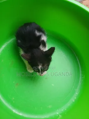 1-3 months Female Purebred Korat