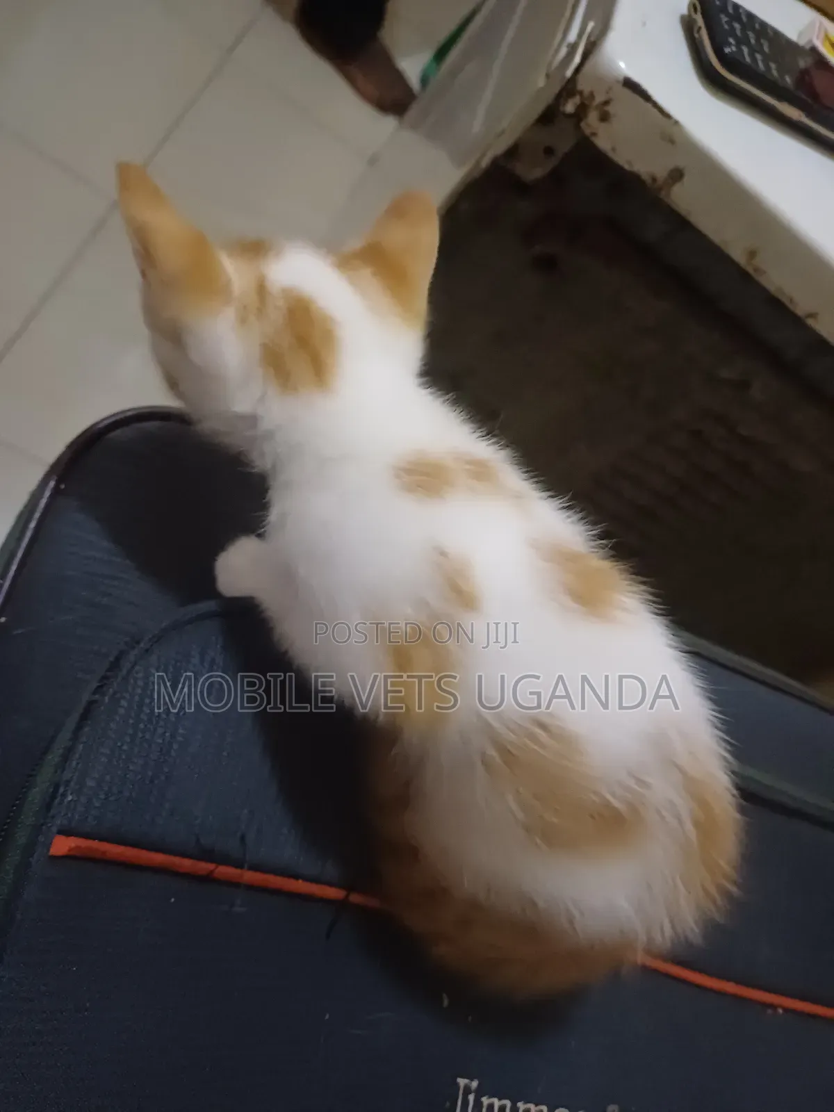 1-3 months Female Purebred Ocicat