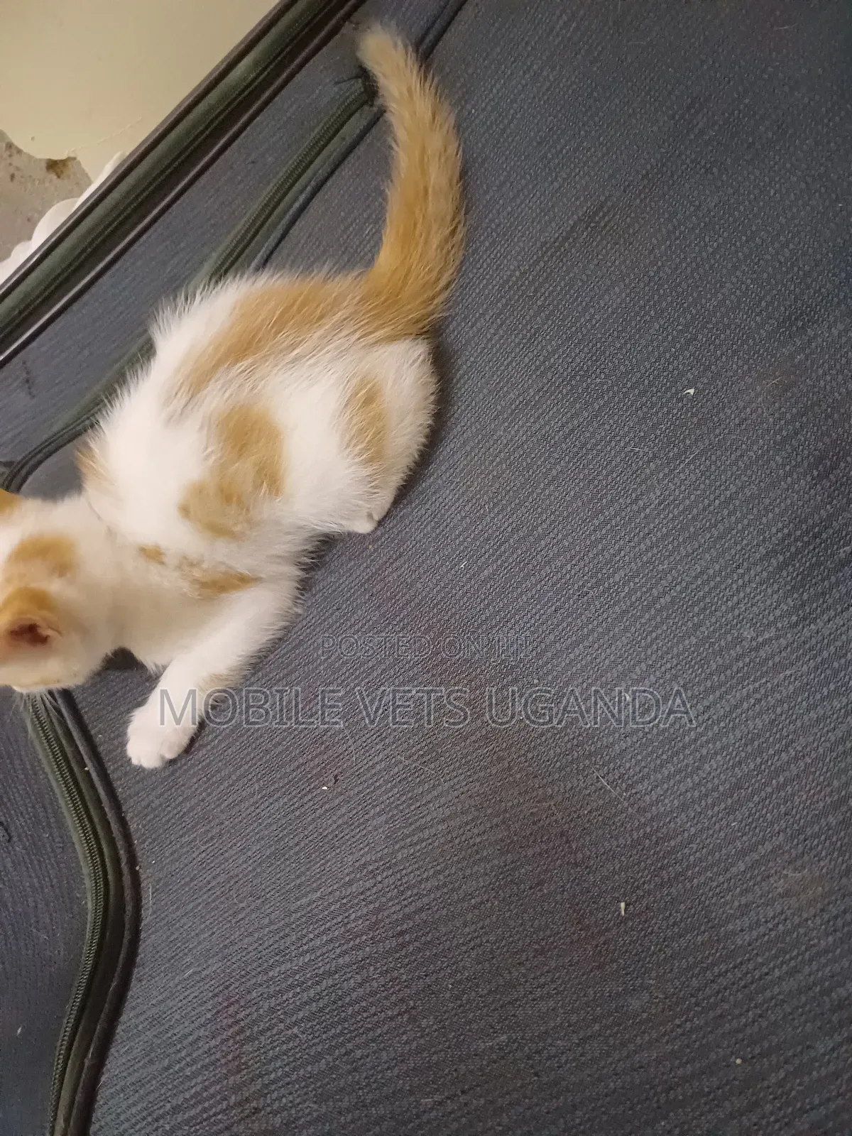 0-1 month Male Purebred Tonkinese