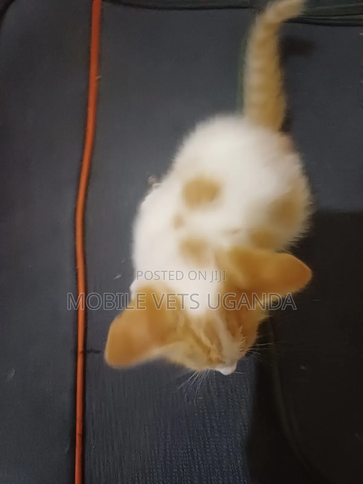 0-1 month Female Purebred Siamese