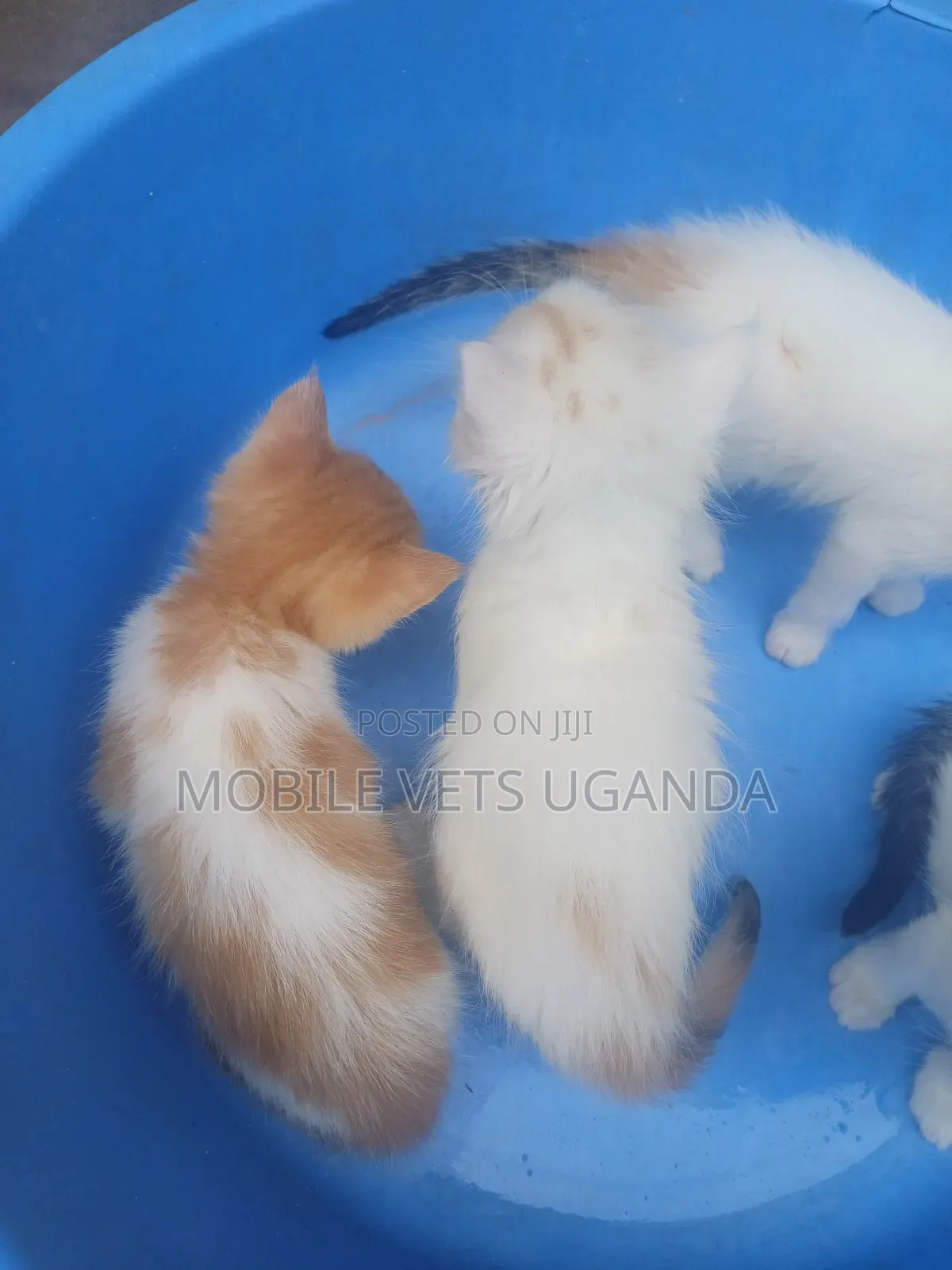 0-1 month Female Purebred Japanese Bobtail