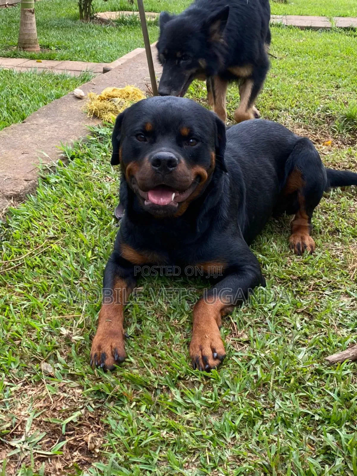 6-12 months Male Purebred Rottweiler
