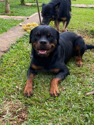 6-12 months Male Purebred Rottweiler