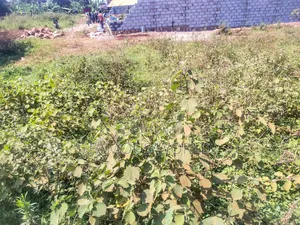 Nkumba Kigero Kasenyi Road Side 100 by 50 Mailo Titled Land on Sale