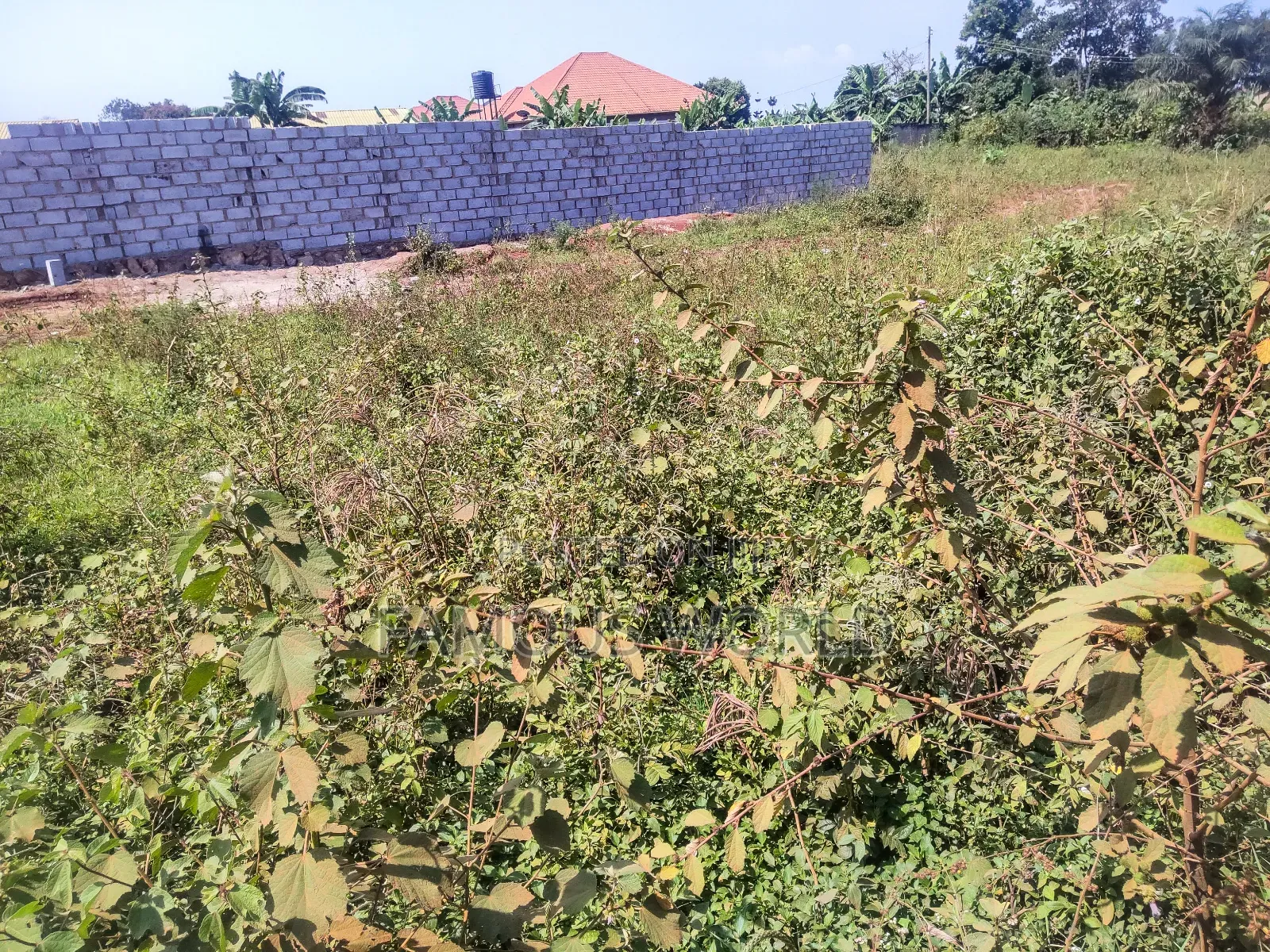 Nkumba Kigero Kasenyi Road Side 100 by 50 Mailo Titled Land on Sale