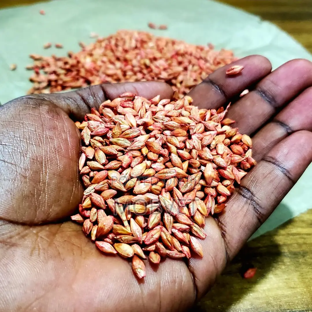 Barley Seed for Cultivation