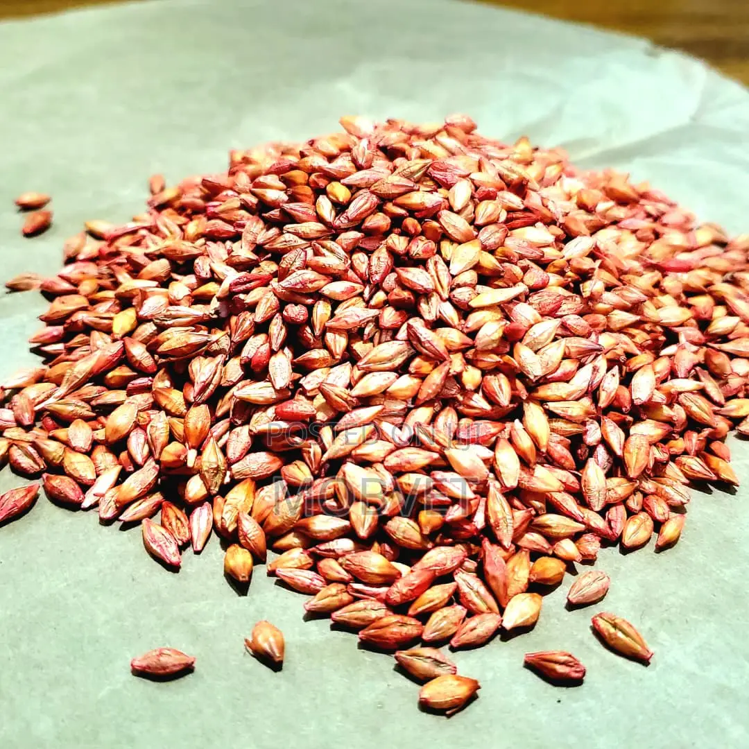 Certified Barley Seeds