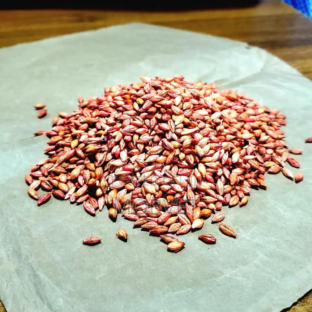 Treated Barley Seeds 001